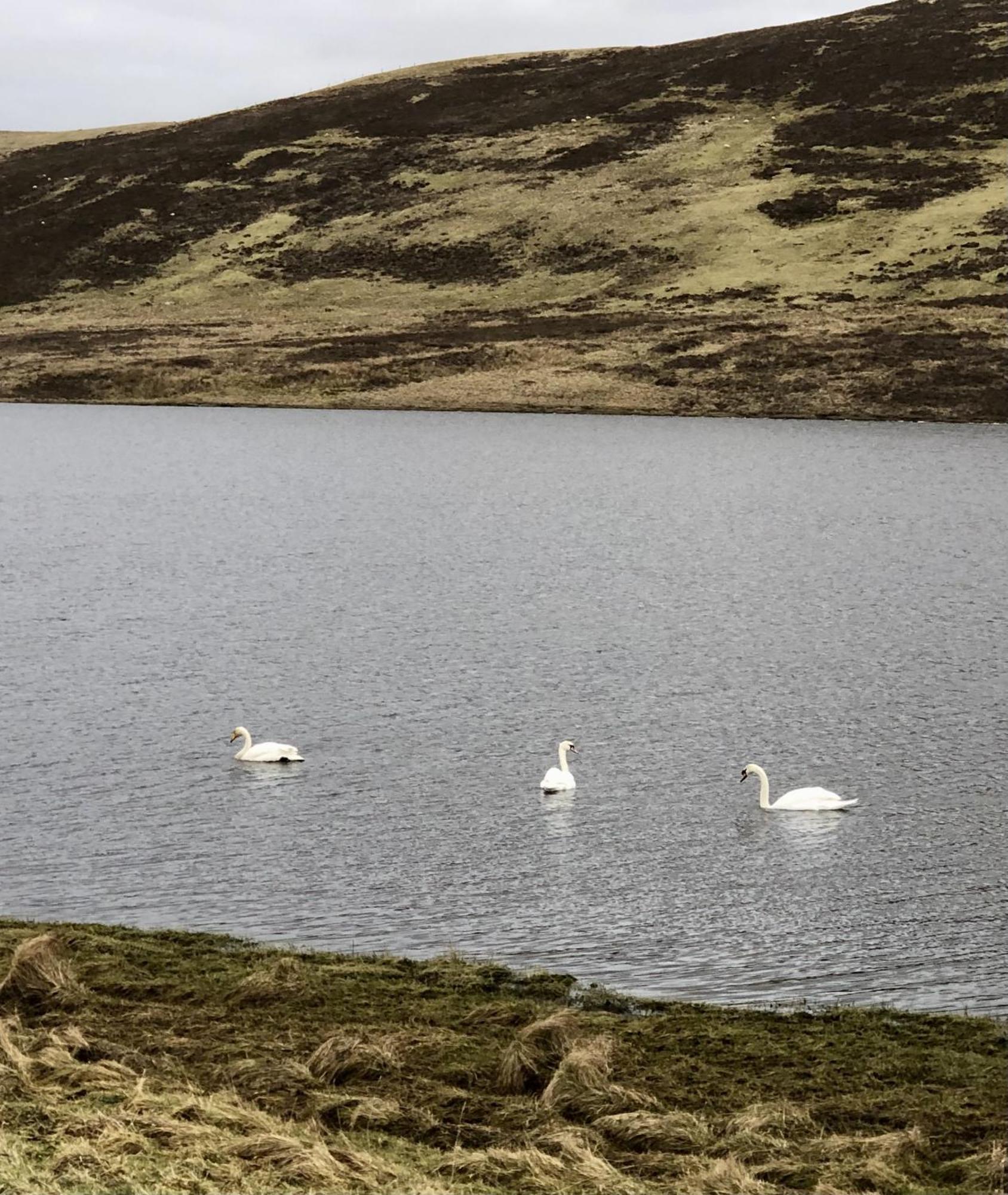 Scalloway Caravan Park Zewnętrze zdjęcie